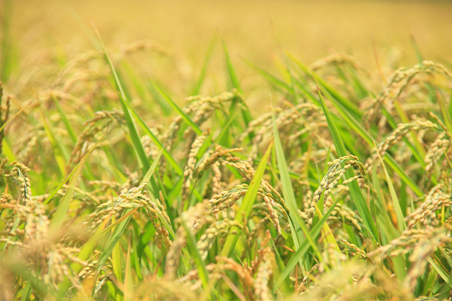 稲穂の画像