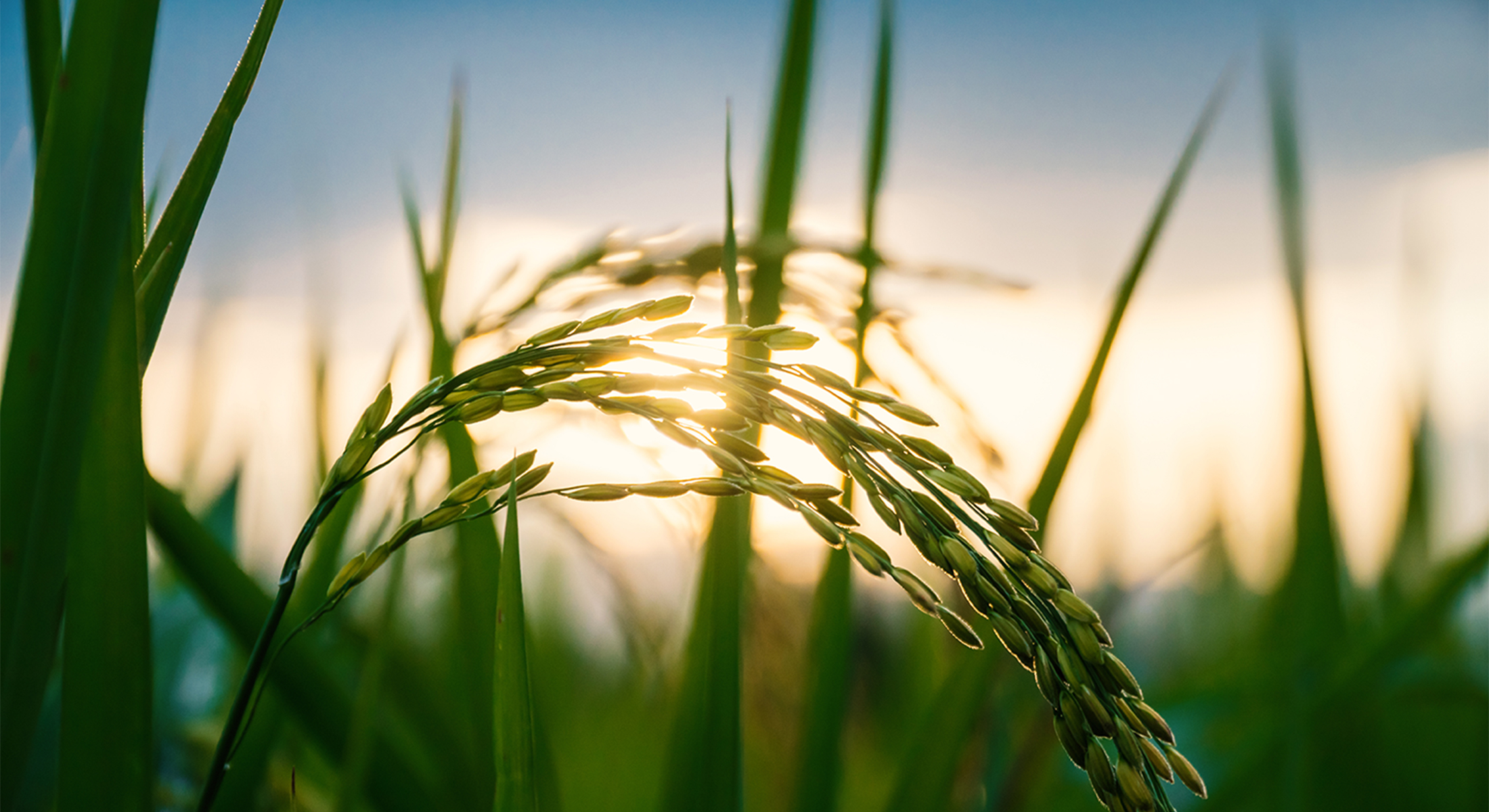 夕暮れに照らされ黄金に光る稲穂の映像