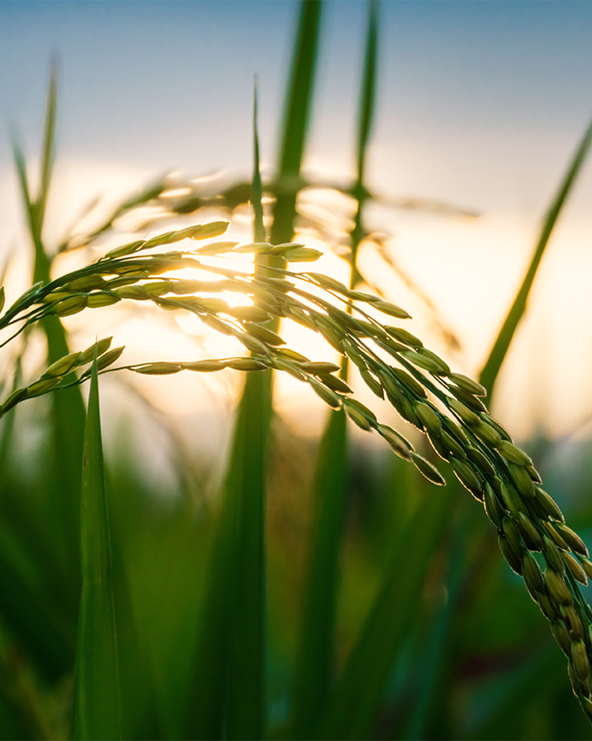 夕暮れに照らされ黄金に光る稲穂の映像