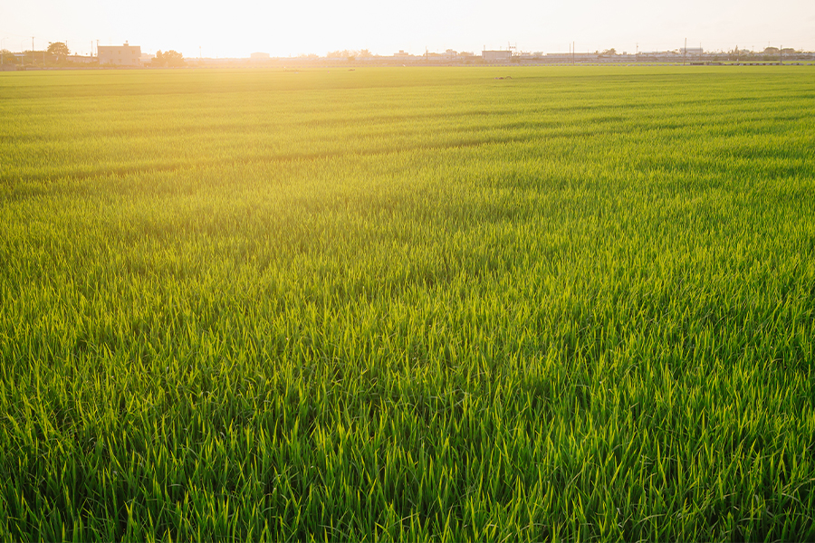 青々と茂る稲穂の画像
